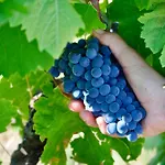 Domaine De Blancardy