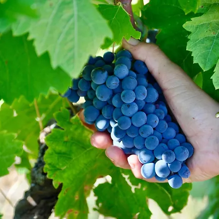 Domaine De Blancardy