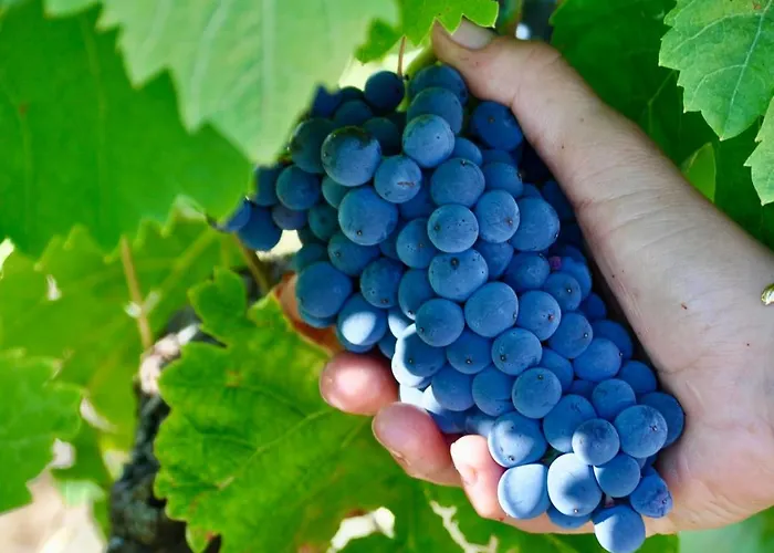 Domaine De Blancardy